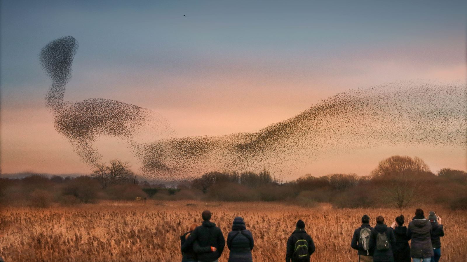 People watching the spectacular starling murmurations at Ham Wall in Somerset